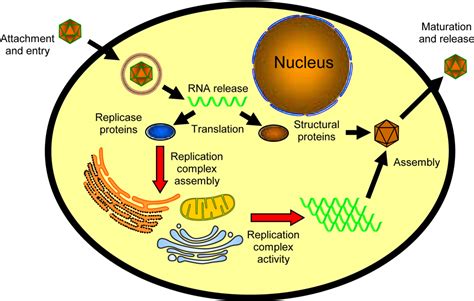 Viruses | Free Full-Text | Role of Cellular Lipids in Positive-Sense ...