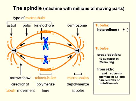 Microtubules In Mitosis