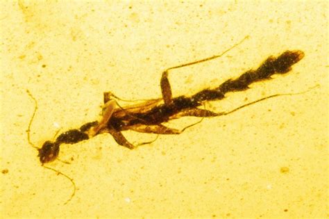 Rare, Cretaceous Walking Stick (Phasmatodea) In Amber - Myanmar For ...