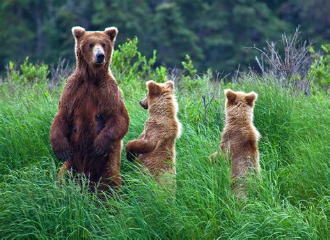 Severoamerický medvěd grizzly: Šedovlasý symbol kanadské divočiny | 100 ...