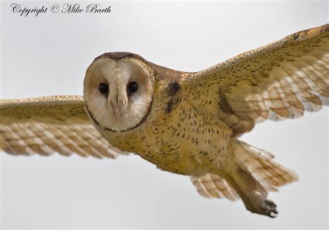 African Grass Owl - BirdForum Opus | BirdForum