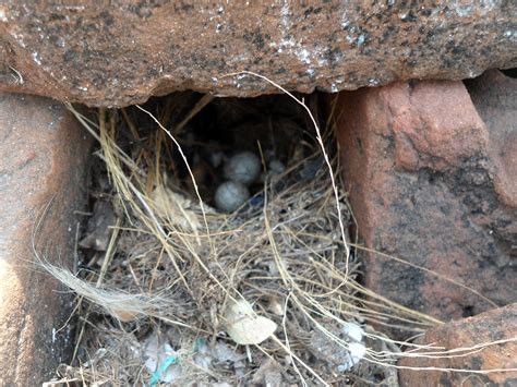 File:Indian Robin bird (Saxicoloides fulicatus) Nest and Eggs 01.JPG ...