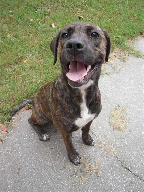 Happy Plott Hound dog photo and wallpaper. Beautiful Happy Plott Hound ...