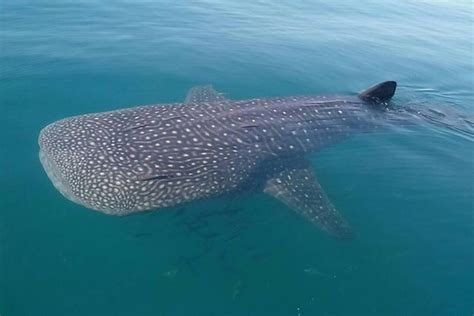 Registran la llegada de 100 ejemplares de tiburón ballena a La Paz ...