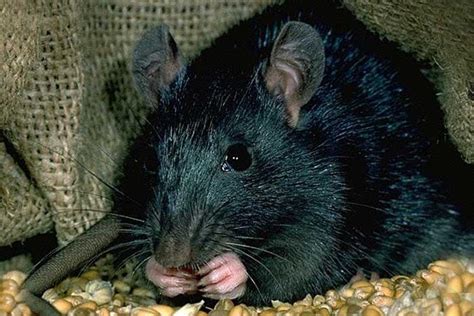 Rats may not have been responsible for the Black Death plague in Europe ...