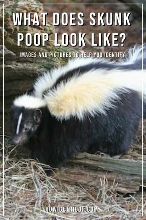 What Does Skunk Poop Look Like? Images and Pictures to Help You ...