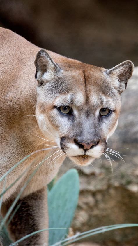 University of Houston Mourns the Loss of Shasta VI Mascot