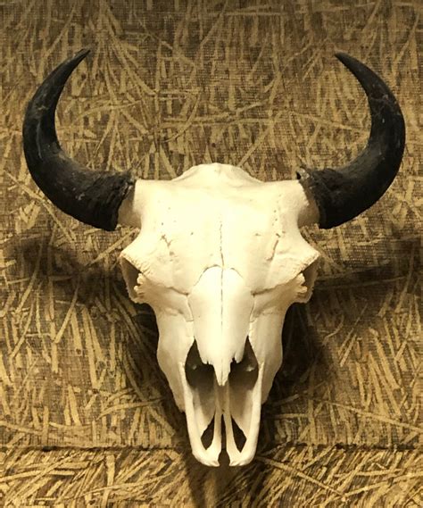 Bison Skull