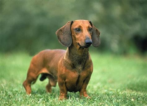 Dachshund Dog Breed Health and Care | PetMD