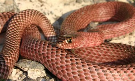 Coachwhip Snake - A-Z Animals