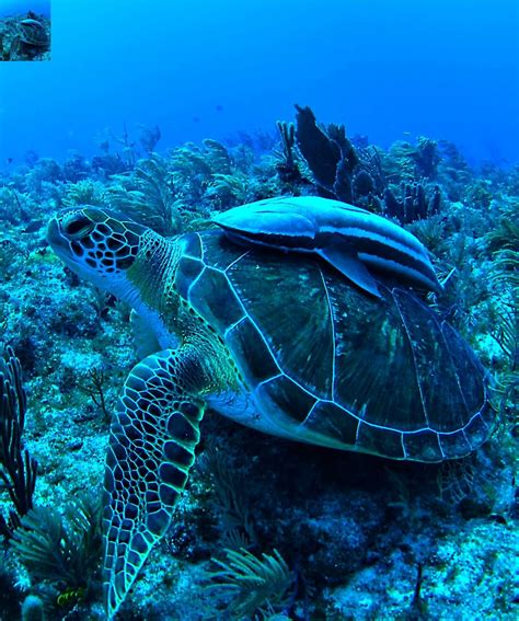 Tortuga! Some of the extraordinary wildlife live in the ocean around ...