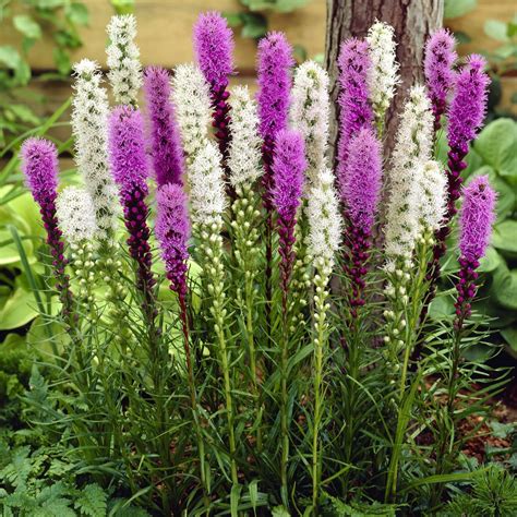 Hayloft Plants 50 x Liatris Blue and White Mix Bulbs - QVC UK