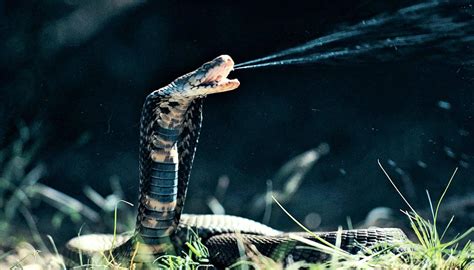 Great Facts: Spitting cobra venom evolved as an extra painful defense