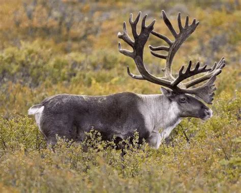 Difference between Moose, Elk, Caribou, and Reindeer - Difference.Guru