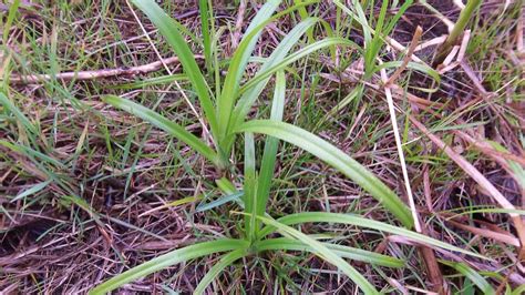 Harvesting Cattail Shoots | Survival Magazine – Prepper Magazine & Forum