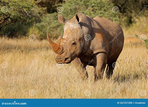 White Rhinoceros in Natural Habitat Stock Photo - Image of african ...