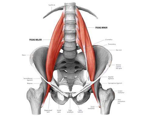 The Mysterious Psoas Muscle! — Pilates Garage