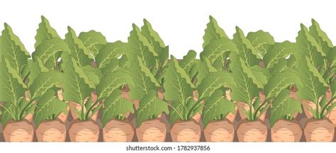 3,198 Sugar beet Stock Vectors, Images & Vector Art | Shutterstock