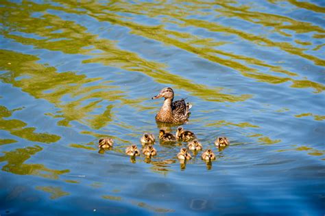 Bebek Dengan Bebek Berenang Di Sungai Foto Stok - Unduh Gambar Sekarang ...