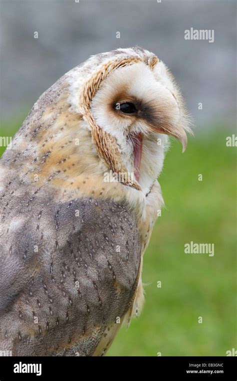 Barn Owl calling closeup (Tyto alba) Ireland Stock Photo - Alamy