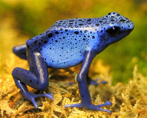 Poison Dart Frog | The Life of Animals