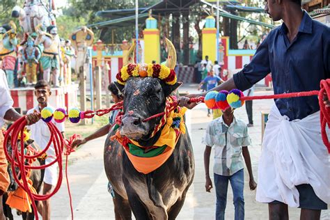 D'source Village Culture in Tamil Nadu | Alanganallur Jallikattu ...