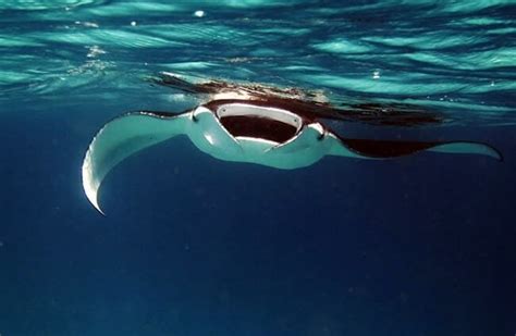 Manta Ray - Description, Habitat, Image, Diet, and Interesting Facts