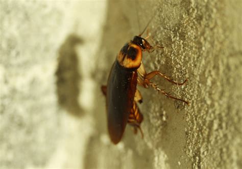 Roach Exterminator | San Antonio, TX | ABC Home & Commercial Services