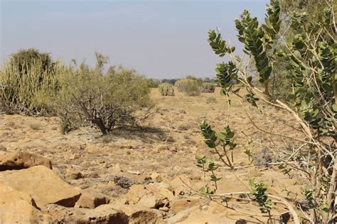 The Vegetation of the Thar Desert: Geography, History, Culture and ...