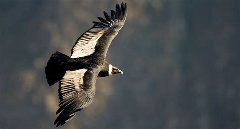 Andean Condor | American Bird Conservancy