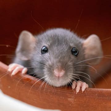 What’s the Difference Between a Mouse and a Rat? | Nashville TN