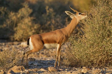 Dorcas Gazelle (gazella Dorcas) Photograph by Photostock-israel - Pixels