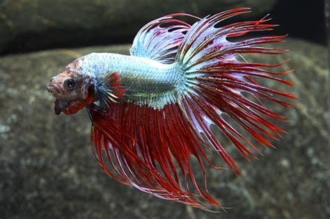 Betta Male Crowntail Dragonscale Betta splendens|AzGardens.com