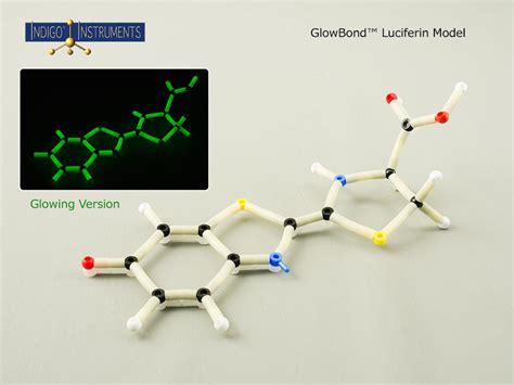 Luciferin Molecule Structure Model Kit w/ GlowBonds™