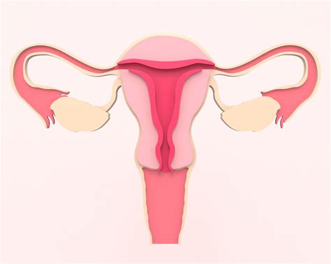 Fallopian Tubes & Fertility - New Hope Fertility Center