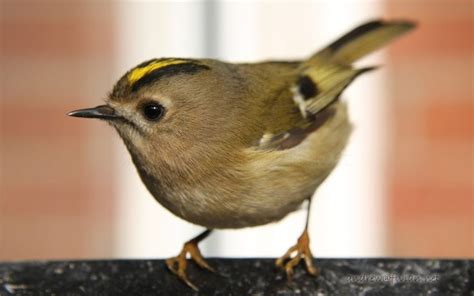 The Smallest Bird In Britain: The Goldcrest • Lazer Horse | Bird ...