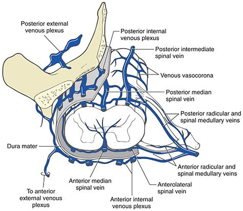 Visual Anatomy 視覚解剖学