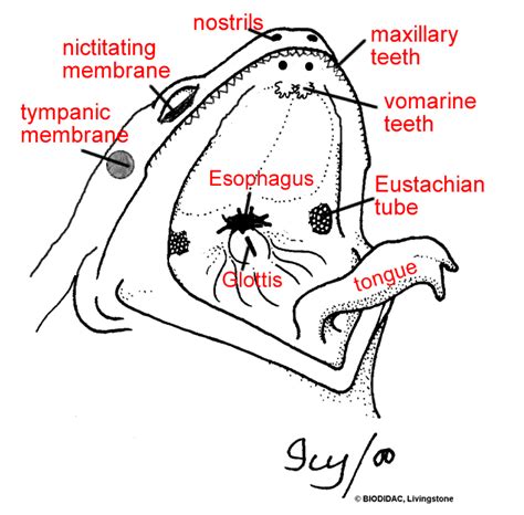 Frog Dissection External Anatomy - Anatomy Reading Source