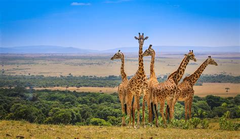 Nairobi Trips: 1- Day Nairobi National Park ½ Day Trip from $90pp ...