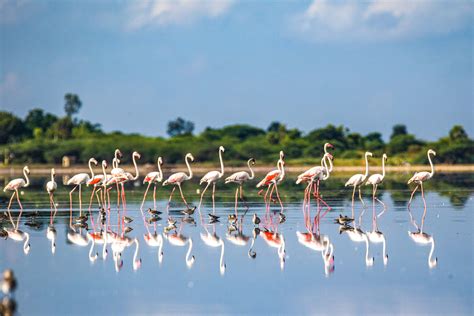 Lake Life: Pulicat, the Bird Haven | RoundGlass | Sustain