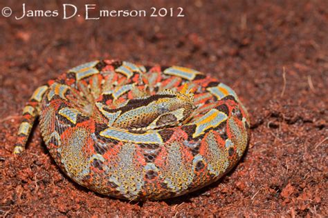 Bitis nasicornis by jamesjde on DeviantArt