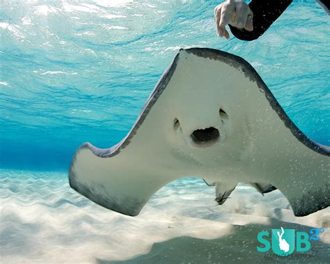 Sandbar at Stingray City, Grand Cayman, Cayman Islands | Scuba Diving Blog