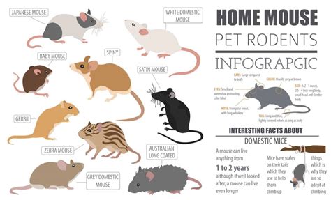 28 Common Types of Rodents In and Around Your Home