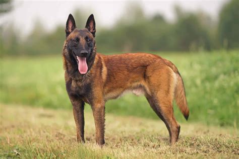 Belgian Malinois: Smart dogs often used for police or military work