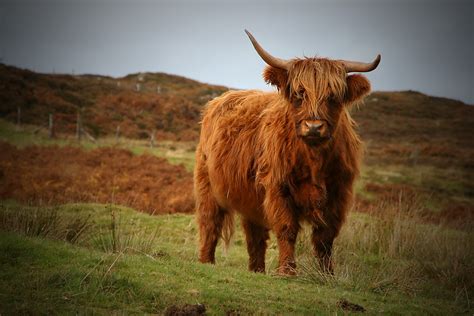 American Brown Swiss - Cow Breeds : 51 pics