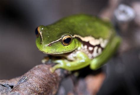 Green Tree Frogs - Learn About Nature