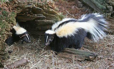 File:Striped Skunk.jpg - Wikimedia Commons