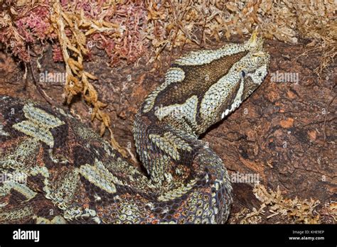 Rhinoceros Viper (Bitis nasicornis Stock Photo - Alamy