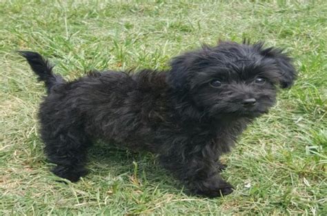 Maltese Dog Info, Life Expectancy, Size, Temperament, Puppies, Pictures