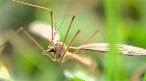 Crane Fly Life Cycle